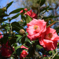 Camellia Show & Sale - LSU AgCenter Botanic Gardens