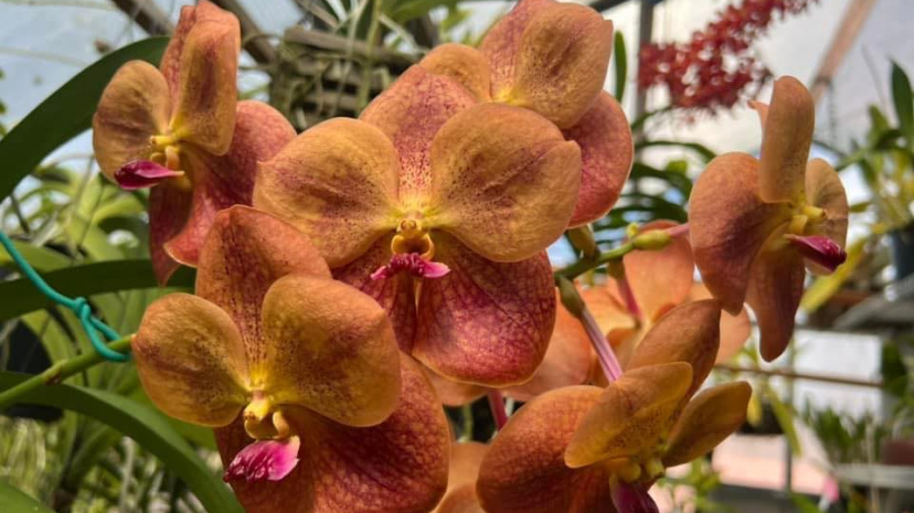 Fiesta de las Flores - Tucson Orchid Society.jpg