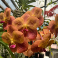 Fiesta de las Flores - Tucson Orchid Society
