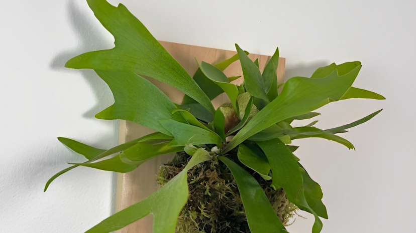 Knots & Pots Mounted Staghorn.jpg