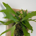 Knots & Pots Mounted Staghorn