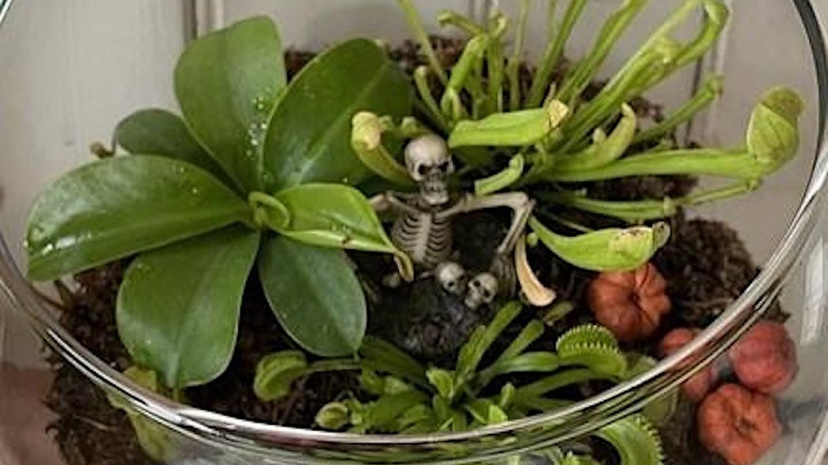 Spooky Plant Day.v1.jpg