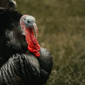 jonathan-cooper-Rd2l qU1gGg-unsplash