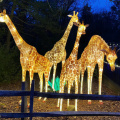 zoo-lights-giraffes-100px