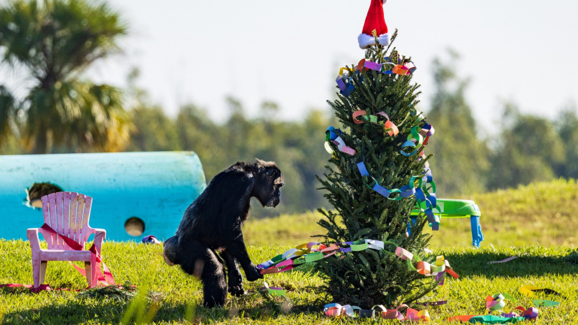 Holiday with the Chimps - Save the Chimps Inc..jpg