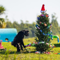 Holiday with the Chimps - Save the Chimps Inc.