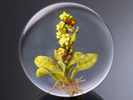 From Flame to Flower - Morris Museum