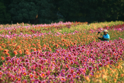 Dahlia Festival