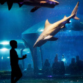 SPLASH! - Oklahoma Aquarium