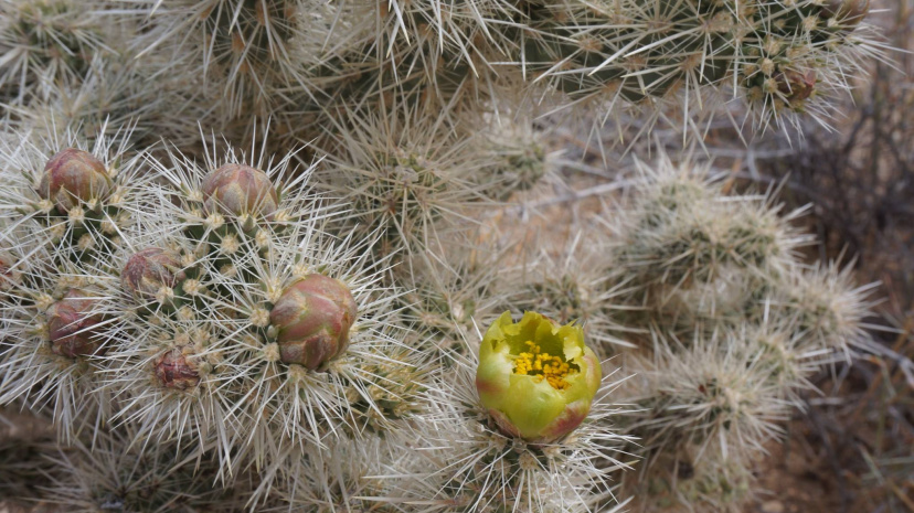 Cacti of Joshua Tree National Park.jpg