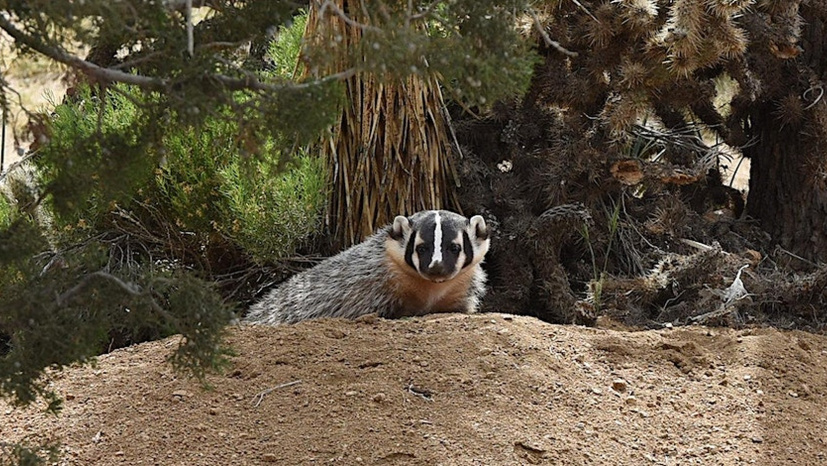 How-To Identify Animal Burrows - Desert Institute.v1.jpg