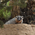 How-To Identify Animal Burrows - Desert Institute.v1