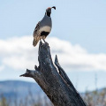 Birds of Joshua Tree National Park.v2