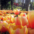 tulips-emirgan-park-istanbul-01