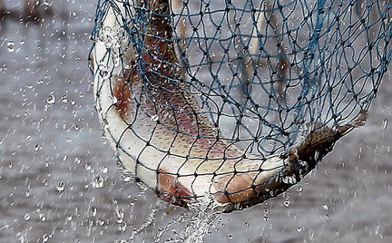 Trout Derby