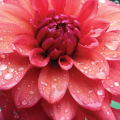 Dahlia Care with Blithewold’s Horticulturists