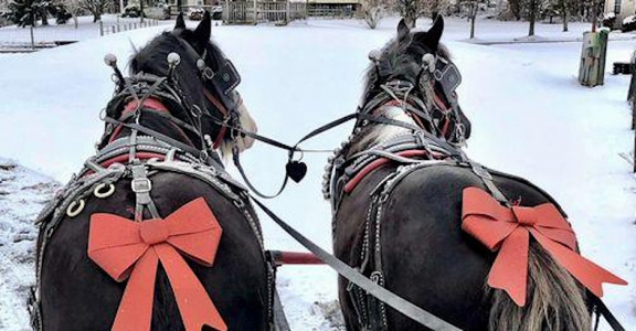 Horse and Carriage Rides with the Clydesdales