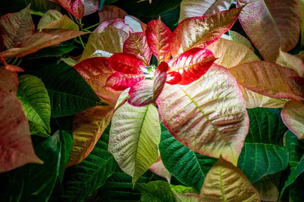 Gardens-After-Dark-Poinsettias-Identity