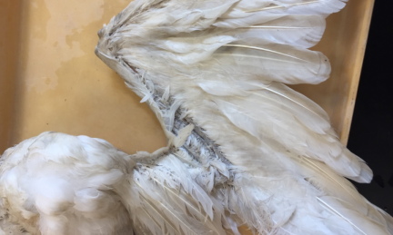 Bird Wing Preparation Workshop