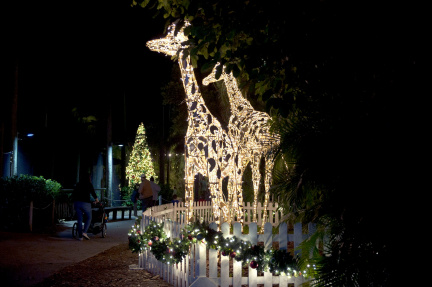 cdc8d762-1439-4050-a1c3-513efbe885af-112721_Zoo_lights_14