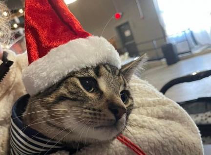 Pawsitively Purrfect Holiday Bazaar.v1