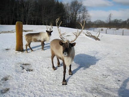 Reindeer Ranch Weekday Tours (1)