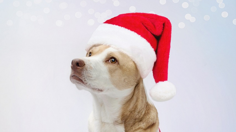 dog-5828885_1280.jpg