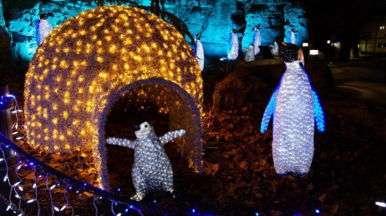 Wild_Lights_penguins_Kari_Frey_Saint_Louis_Zoo