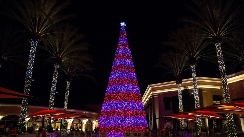 palm tree.jpg
