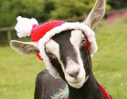 Winter Fair - St Werburghs City Farm