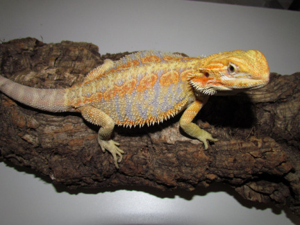 Lone Star Reptile Expos