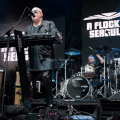 A Flock of Seagulls