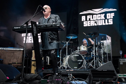 A Flock of Seagulls