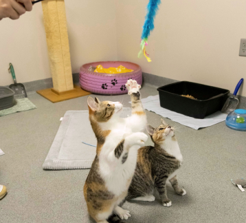 Home for the Holidays Adoption Event &amp; Crafts Fair