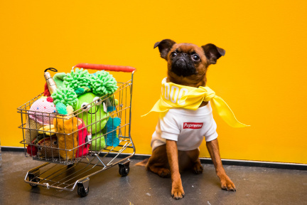 PETCON2018_0039
