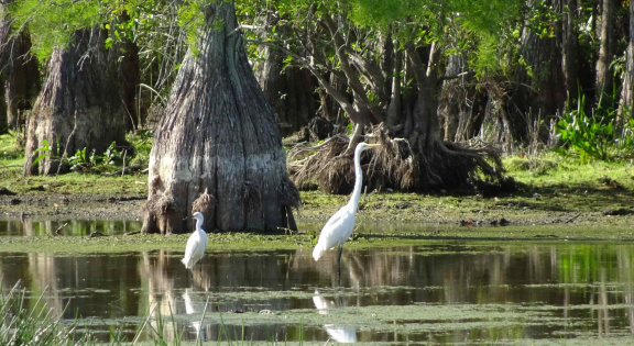 maison-white-herons-in-swamp-slide-2048x1122