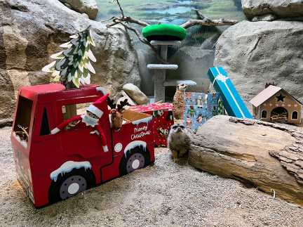 Winter Wonderland at the Eerie Zoo