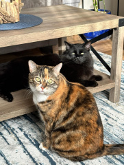 Cats