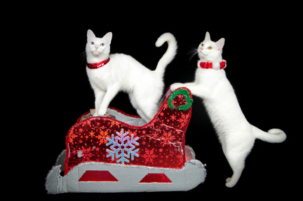 Meowy Catmas special