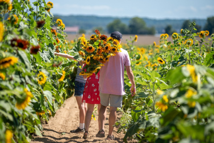Southern Maryland Sunflower Festival