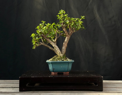 Dwarf Jade