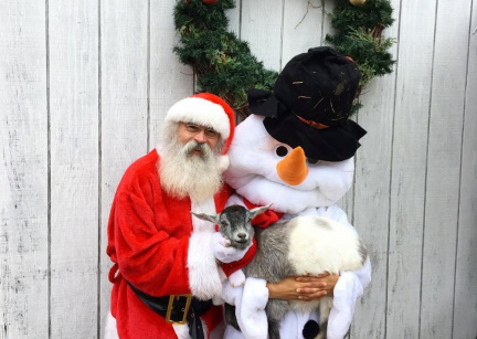 Holiday At The Farm