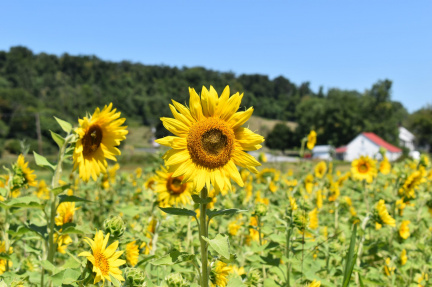 Sunflower Festival