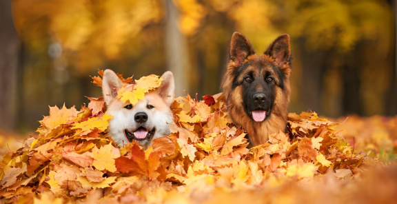 Bark In The Park