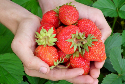 Strawberry Festival Roanoke