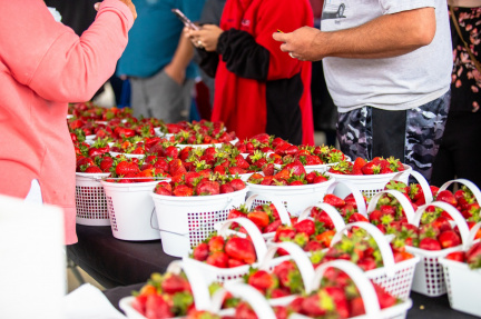 Cullman Strawberry Fest