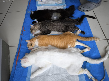Low-cost Kapon