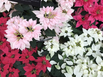 poinsettias_-_new_hybrid_crosses_2