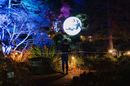 Luminate Winter Light Trail