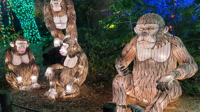 Zoo Lights.jpg